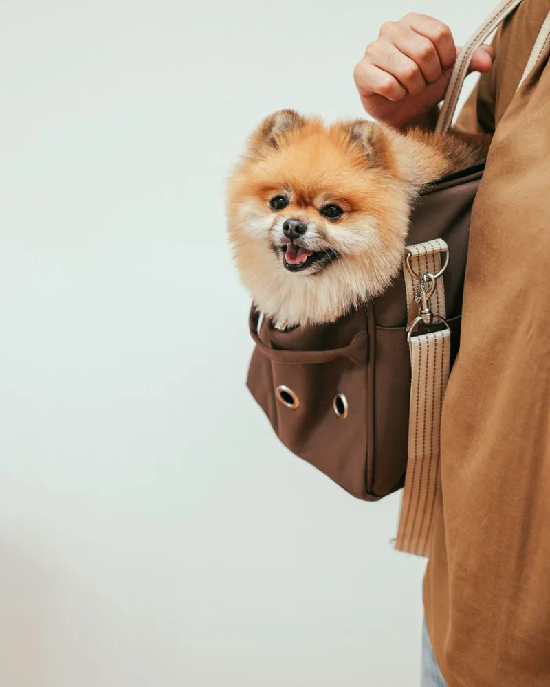 Morral de Paseo